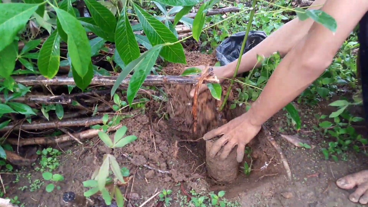  Cara  tanam  pohon karet  GT 1 YouTube