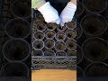 I am trying to grow kermek flowers | how do i make seedlings 🌱