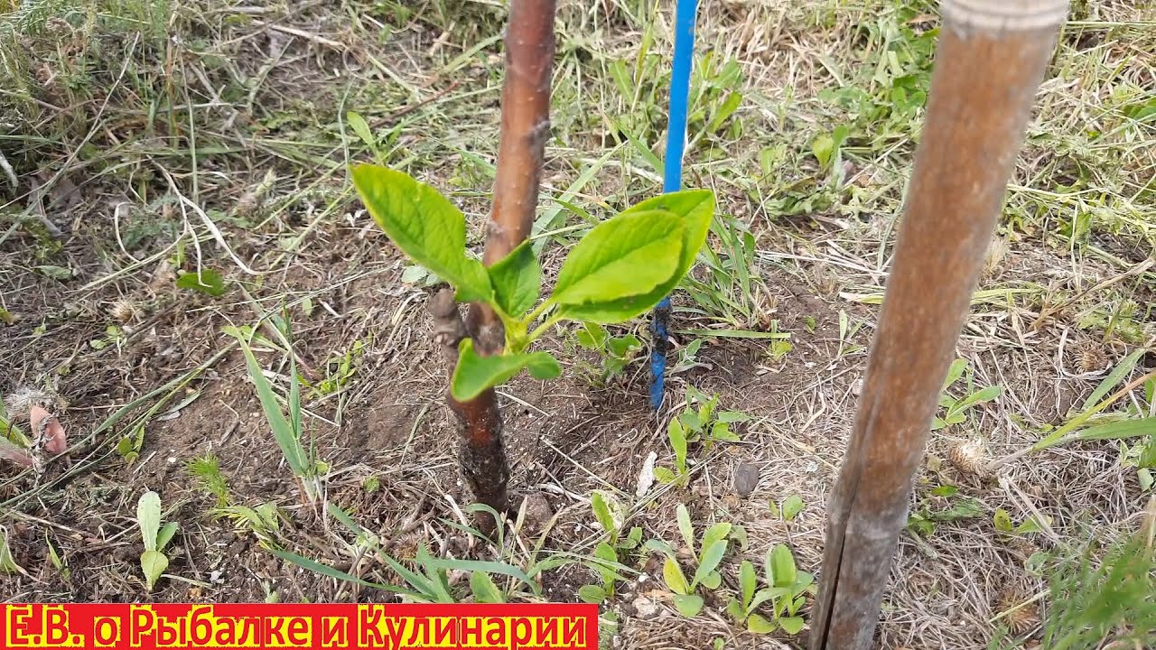 Что делать если наш плодовый саженец погиб, не стоит расстраиваться, корни могут быть еще живые.