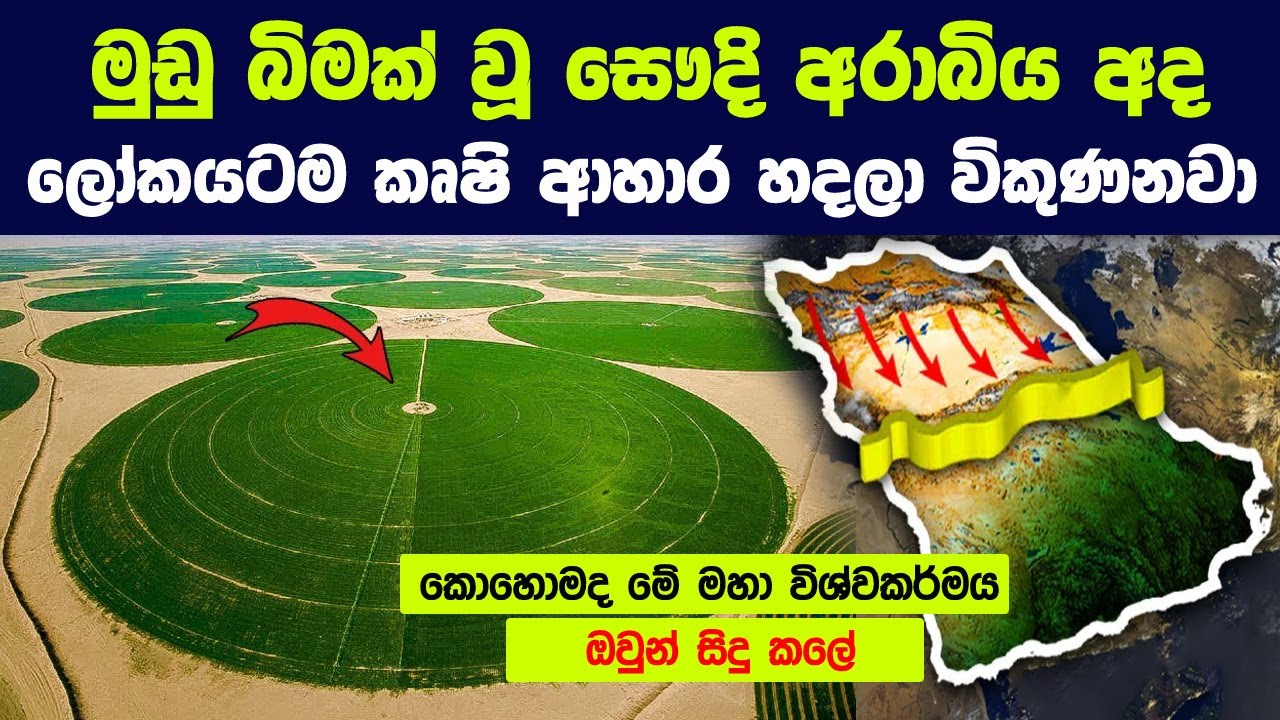 මුඩු බිමක් වූ සෞදි අරාබිය අද ලෝකයටම කෘෂි ආහාර හදලා විකුණනවා  | Agriculture in Saudi Arabia