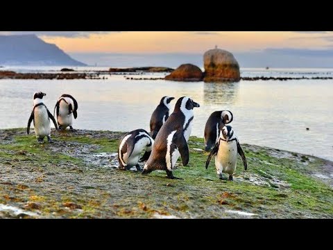 Meet The penguins
