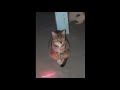 Depressed cat ignores laser pointer