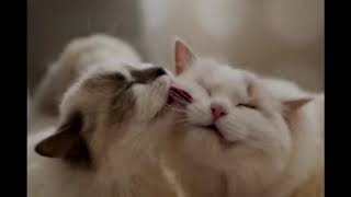 Cat crying having a good time screenshot 3