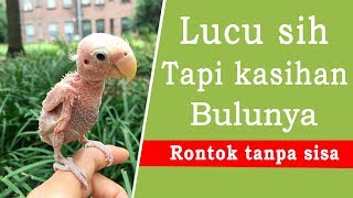 GILA Unik Banget Lovebird Tanpa Bulu Ini Ngekek Panjang