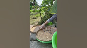 Khô cá lóc đồng chuẩn bị ăn tết cả nhà ơi