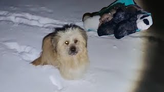 Cold night of -11°C, She wandered through the snow trying to find food for her 8 puppies