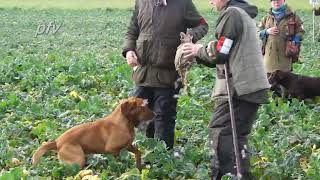 Watch ARCKLEBEAR CARIBOU full runs 2021 Retriever Championship runs at Ampton Shoot, Suffolk.