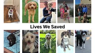 California Doodle Rescue Video 2025