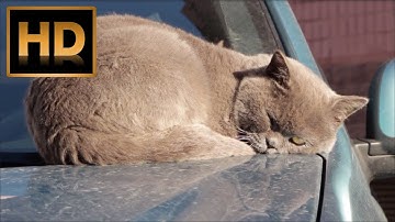 Lazy Cat | Cute Cat Sleeping Funny | Free Stock Videos