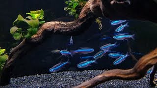 GREEN NEON TETRA CARE - Brilliant Blue Nano Fish for Aquascaping screenshot 4