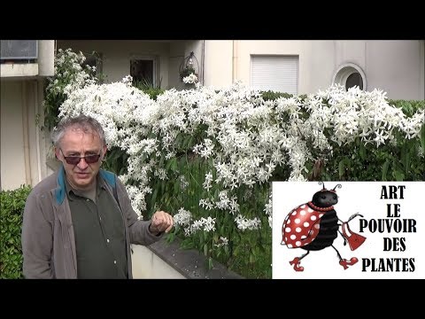 Vidéo: Fleurs de clématites pour l'été : en savoir plus sur les variétés de clématites à floraison estivale