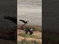 Peregrine Falcon vs Harrier Hawk
