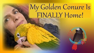 Golden Conure Is Finally Home