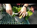 Caring for your Gerbera Daisy