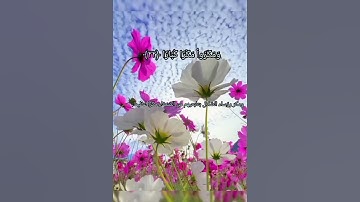 سورة نوح من الآية ﴿٢١﴾إلي الآية﴿٢٤﴾ بصوت القارئ إسلام صبحي