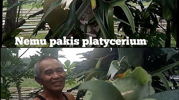 Berburu tanaman hias pakis tanduk rusa di dekat persawahan beserta penanamannya...