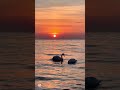 Łabędzie o świcie 🦢 Orłowo, Zatoka Gdańska