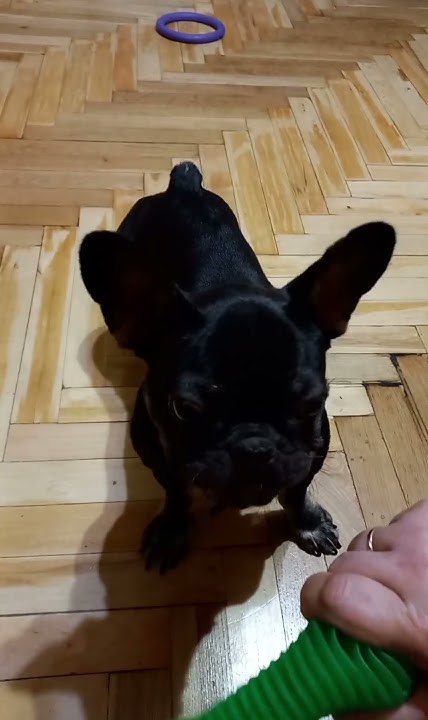 Мила собачка Фрея )) #puppy #собаки #приколи #cute #bulldog #frenchie # ...