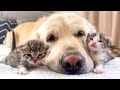 Adorable Golden Retriever and Baby Kittens