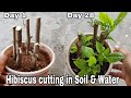 Easiest way to Gow Hibiscus from cutting with 100% Result, Hibiscus cutting in water and soil