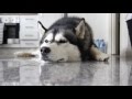 Jack the husky (dogumentary) - dogvlog #94