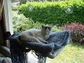 KITTY COT World's Best Cat Bed Window Perch KITTY COT World's Best Cat Bed Window Perch