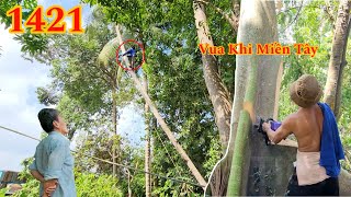 Thót tim ! Vua Khỉ cưa nguyên thân nhiều cây Dừa và Gòn trong vườn đã bỏ lâu năm (1/2) Cutting trees by Hai Lúa Tiền Giang 6,787 views 3 weeks ago 49 minutes