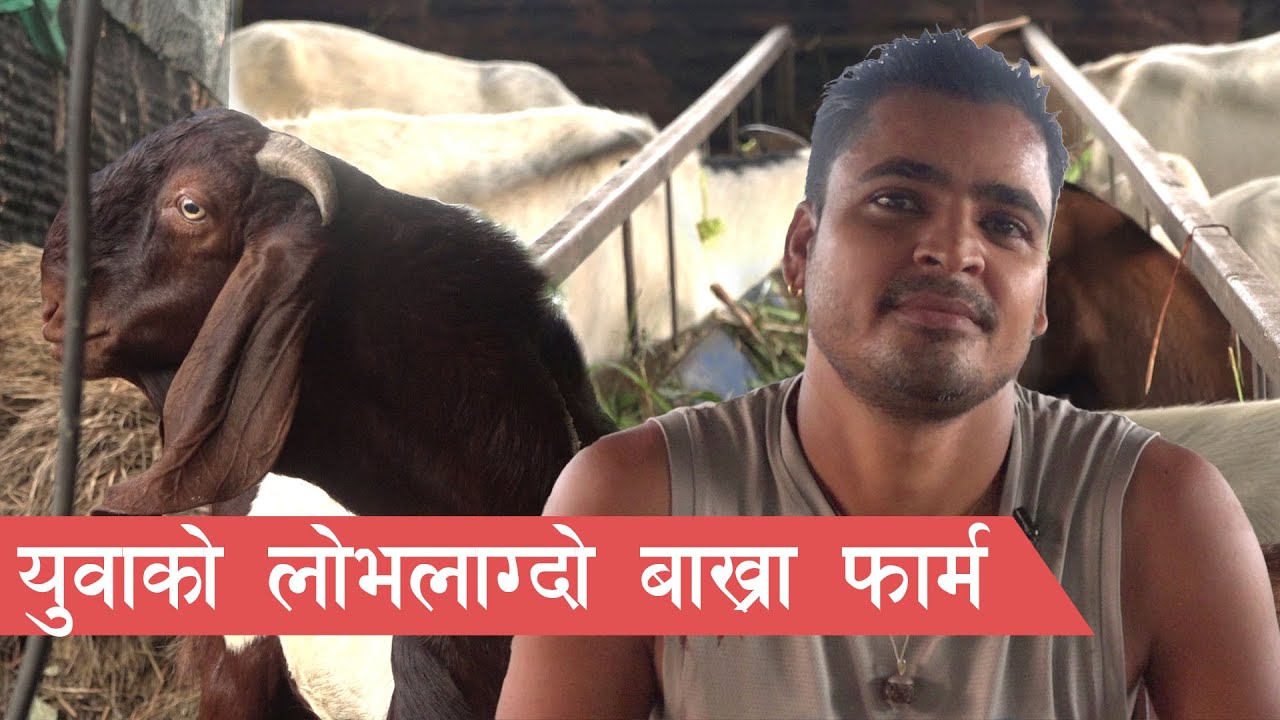 सबैभन्दा राम्रो बाखापालन, नाम पनि दाम पनि || Goat farming in Nepal ||