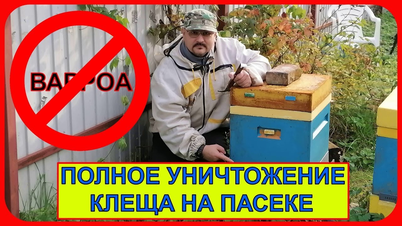 🔴 Полное уничтожение клеща Варроа с гарантией 🔴