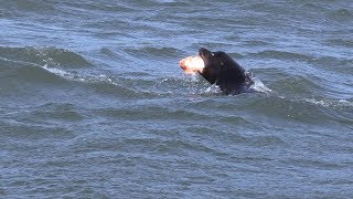 Sea lion hazing not enough, tribal members want to take lethal action