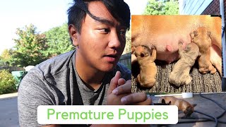 Why I NEVER do Planned C-Sections!! (Premature Puppies, Matt's Kennels)