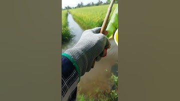 câu cá lóc ở đá bạc sông đốc Cà Mau #NguyễnHải69