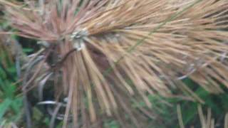 枯れた　松の　盆栽　：　Died Bonsai Pine Tree
