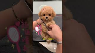 Do you think this teddy bear is similar to the previous one? Cute pet debut plan. If you don’t own