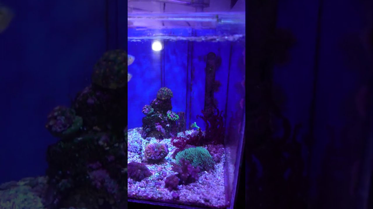 世界のとれたて海水魚(通信販売)の日海-web.com<日海センター