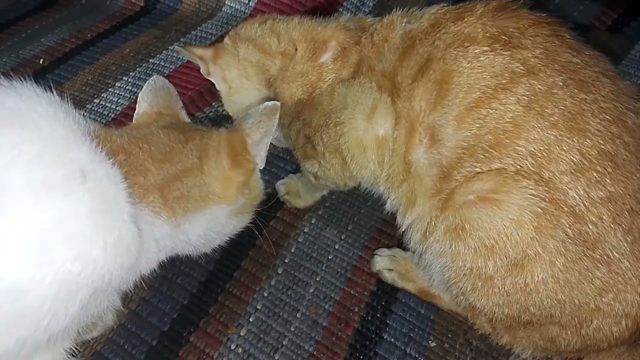 Two orange cats in the same house
