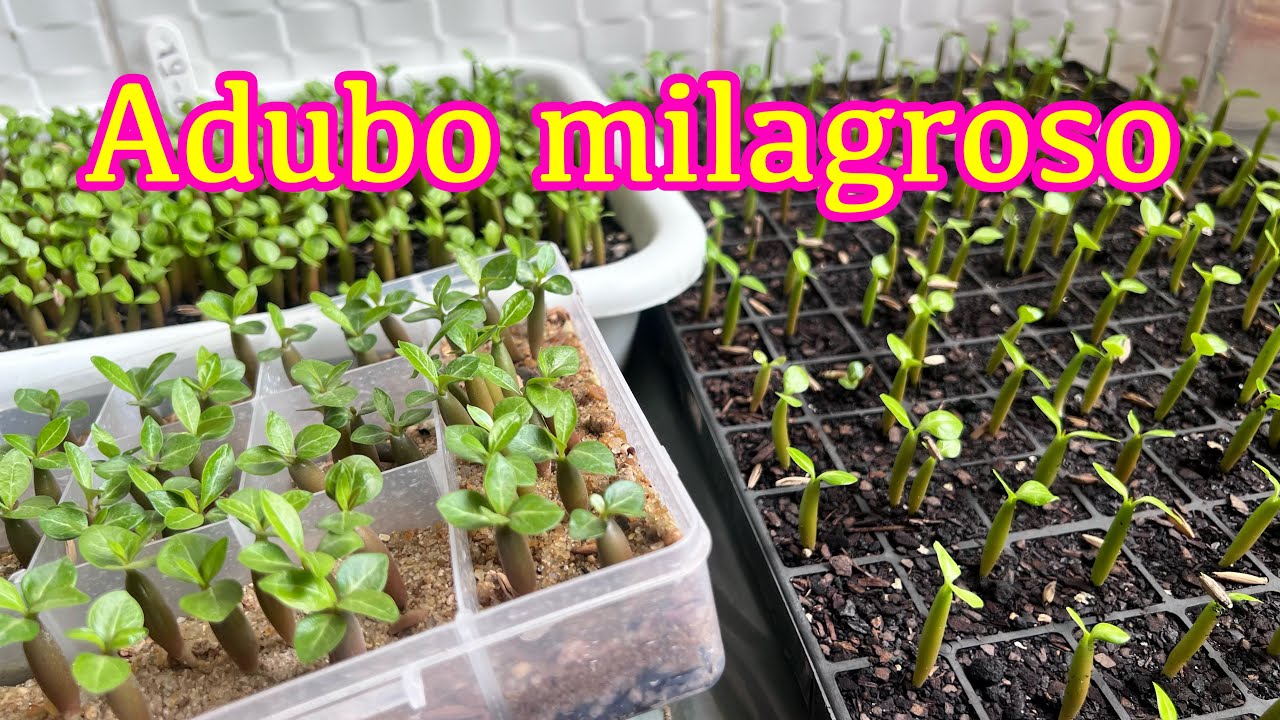 ✅Adubo milagroso para engordar mudinhas de rosa do deserto em poucos dias