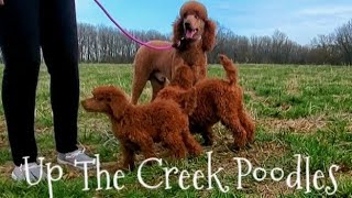 Standard Poodle Puppies by Up The Creek Poodles 2,624 views 1 year ago 1 minute