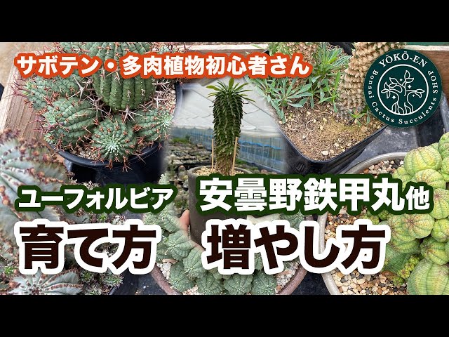 多肉植物』ユーフォルビアの育て方と増やし方（安曇野鉄甲丸）を通じて