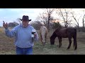 Crazy Horse Story #7 - Buddy Bucks Off A Horse Trainer & Some Other Horse Topics