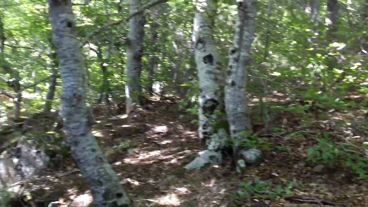 Moncayo. Hayedo de Peña Roya