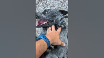 Working on his restraint & listening #schnoodlelove #schnoofertons #buddyblue #cute #blueheeler #acd