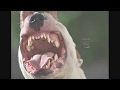English bull terrier dog