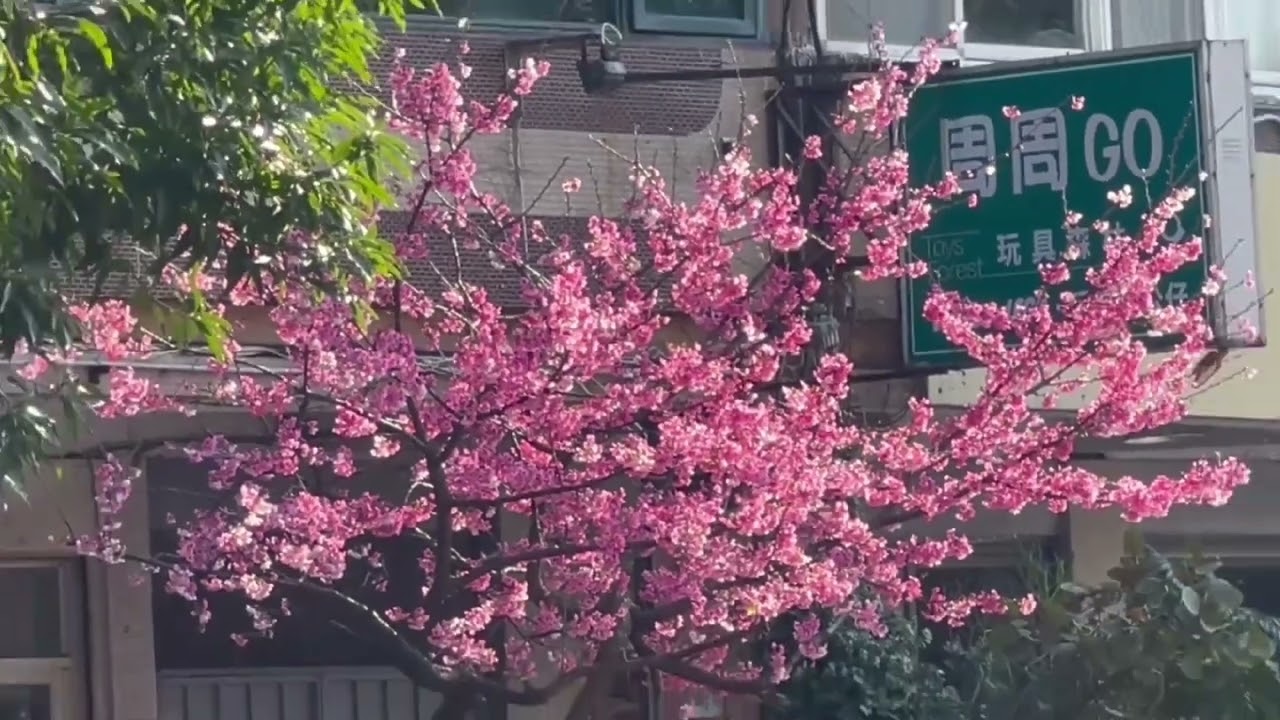 Gimmie Liang引光喚雲20260222#sky #clouds #fish #flower