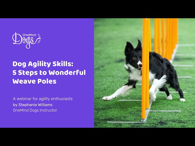How to train your Border Collie — 5 key steps - OneMind Dogs