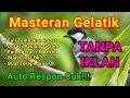 Burung gelatik batu gacor durasi 5 jam tanpa iklan