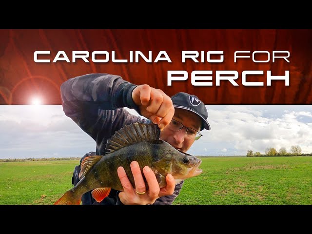 Fishing With A Carolina Rig For Perch 