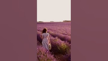 Thumbnail of Lavender field 💜