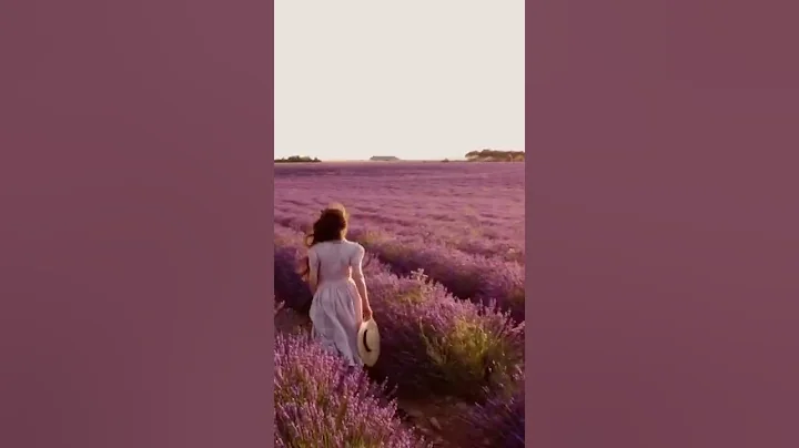 Lavender field 💜 - DayDayNews