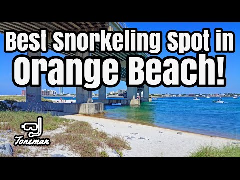 Best Snorkeling Spot in Orange Beach Alabama!